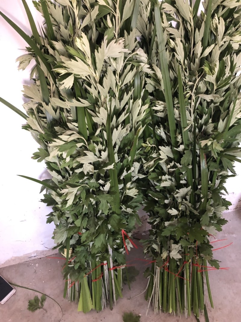 端午新鲜艾草