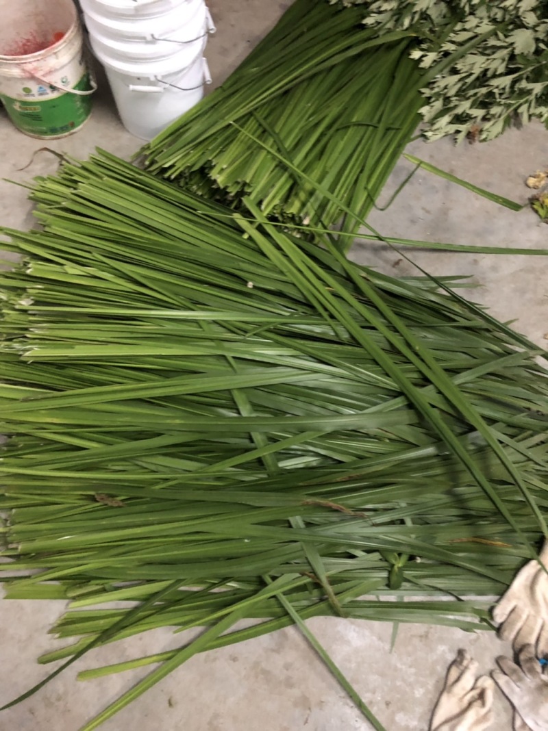 端午新鲜艾草