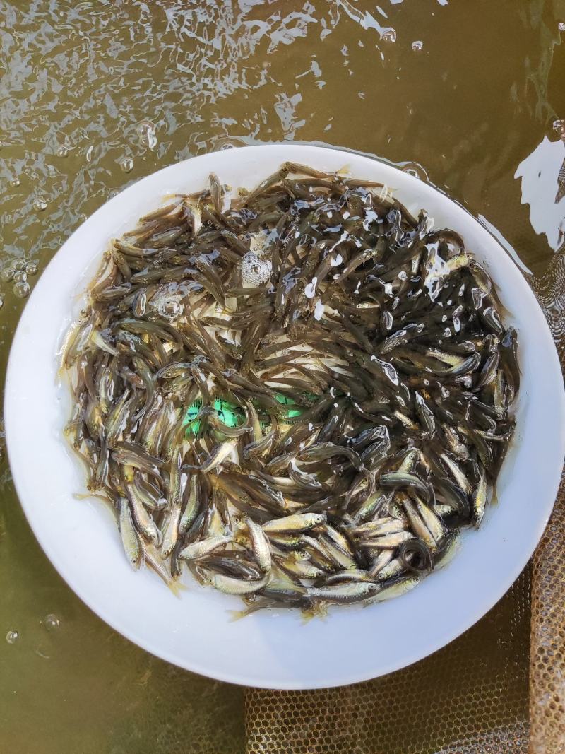 青鱼苗、