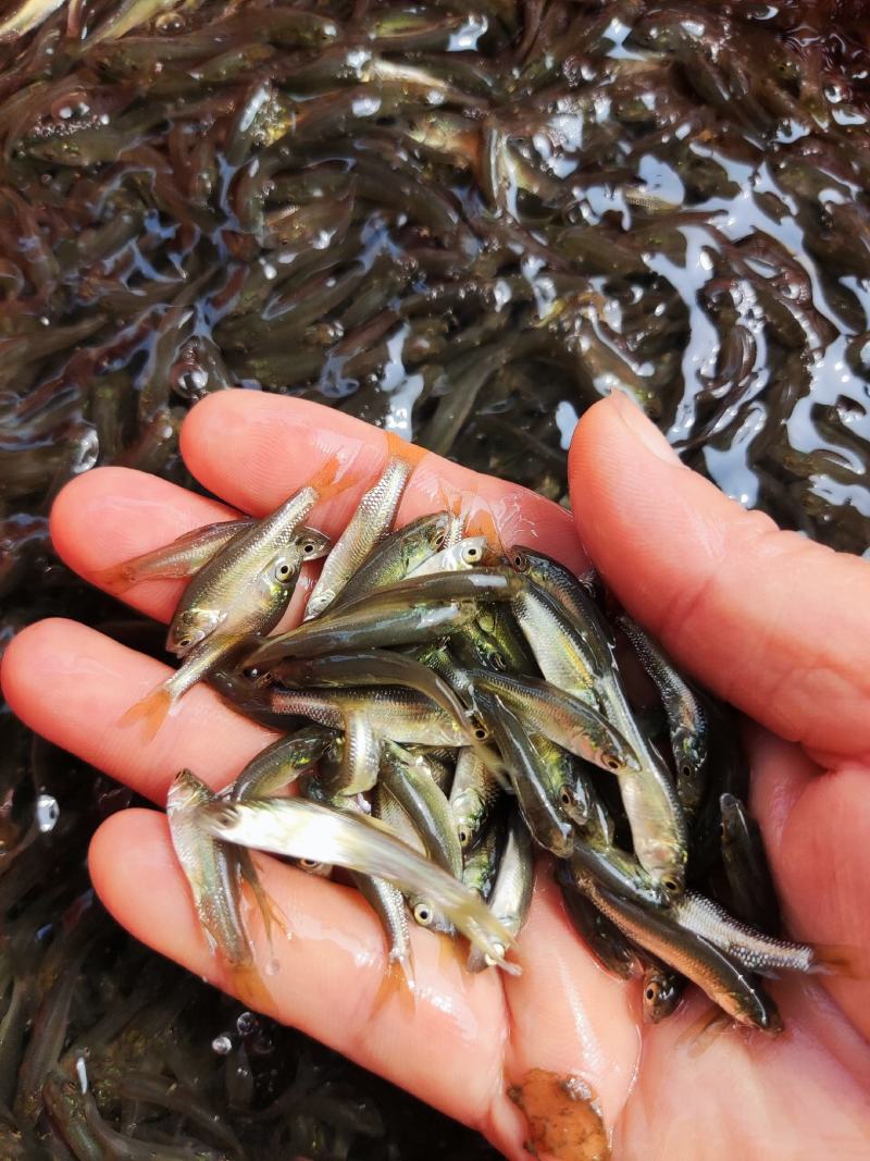 青鱼苗、