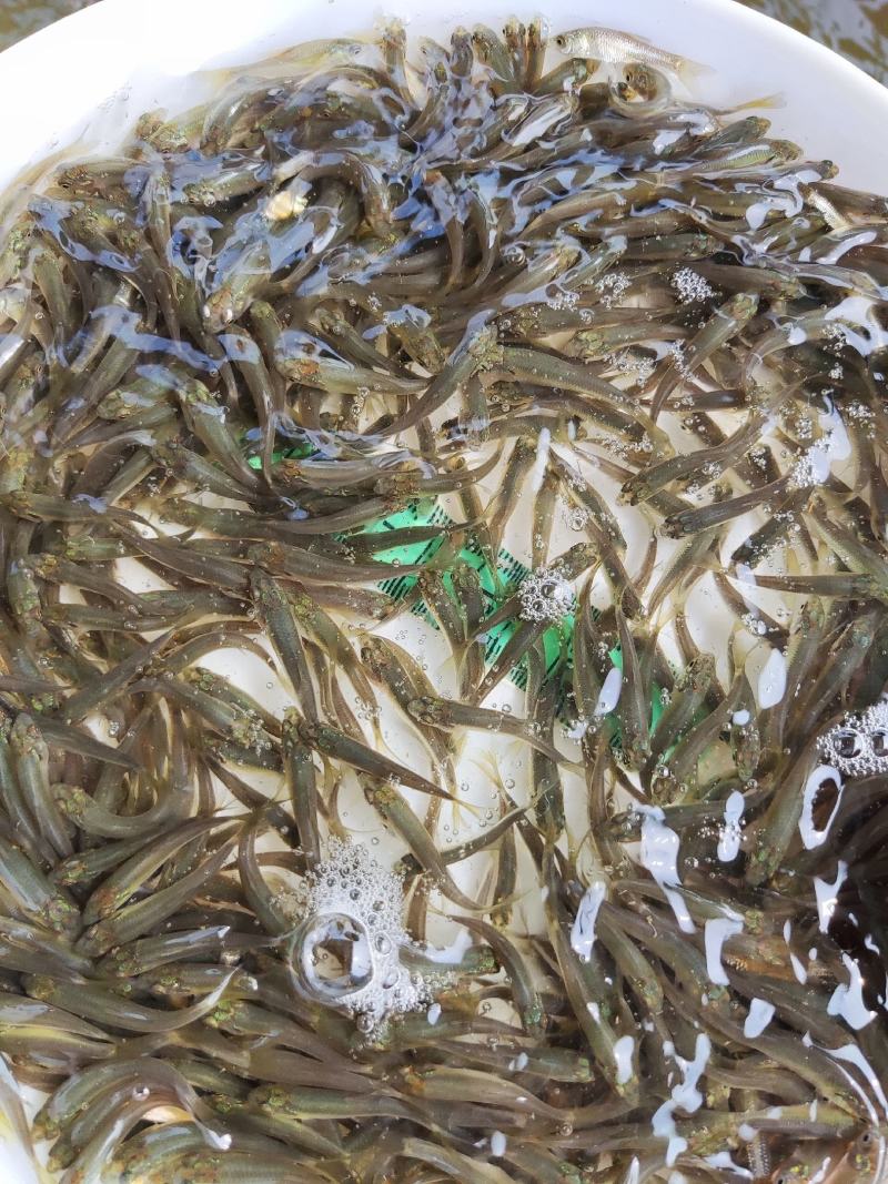 青鱼苗、