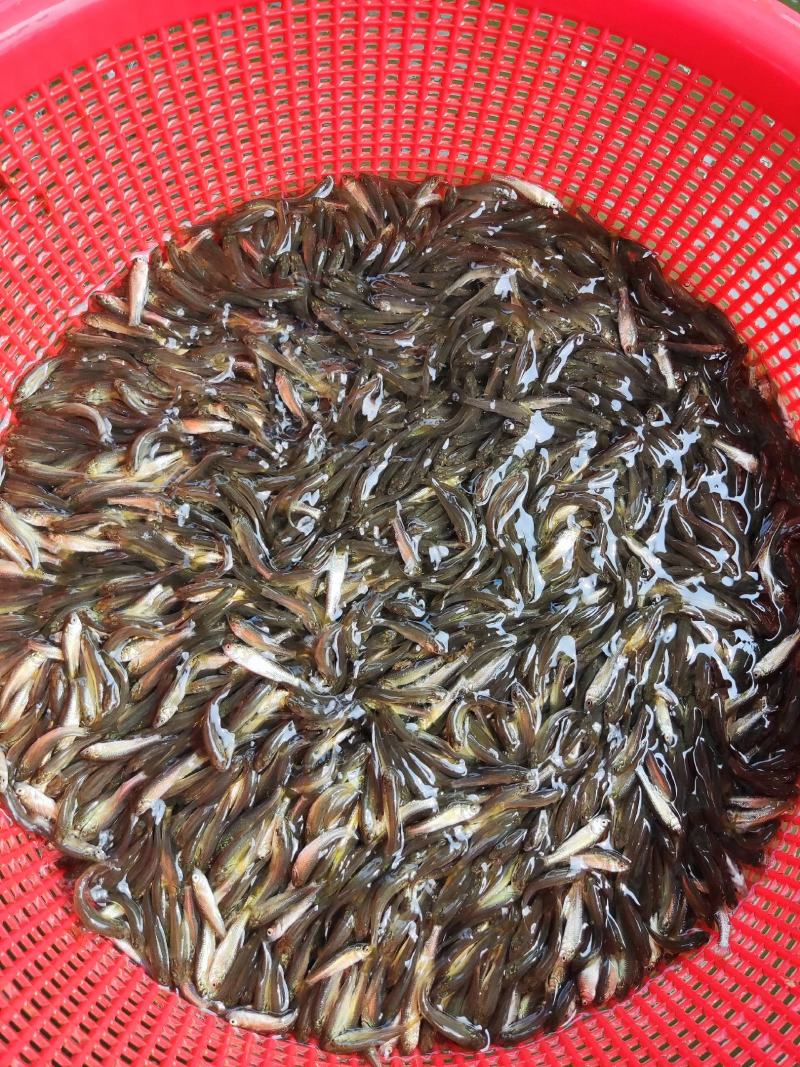 青鱼苗、