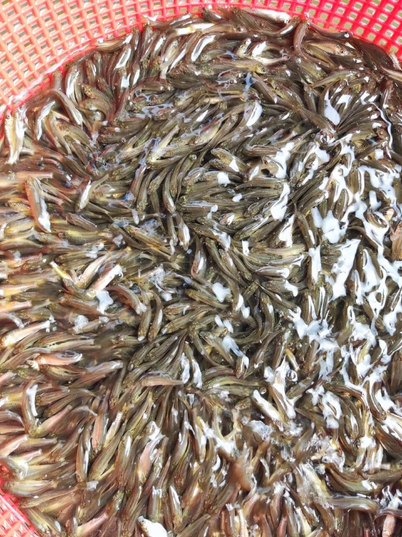 青鱼苗、