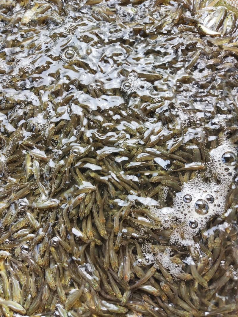 青鱼苗、