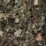 金钱草川大叶金钱草高含量0.17货干大货
