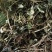 金钱草川大叶金钱草高含量0.17货干大货