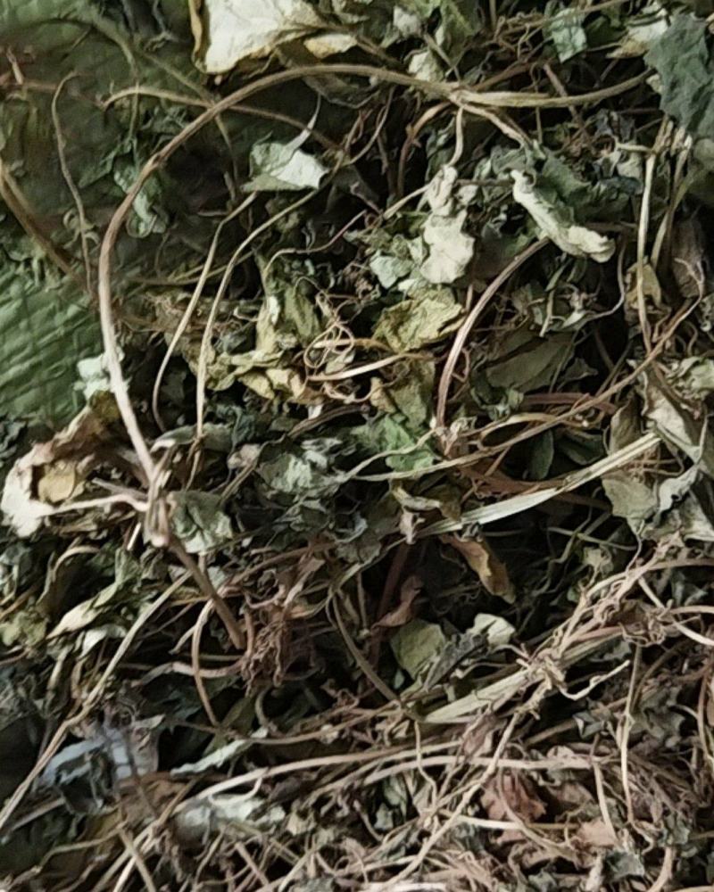 金钱草川大叶金钱草高含量0.17货干大货