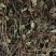 金钱草川大叶金钱草高含量0.17货干大货