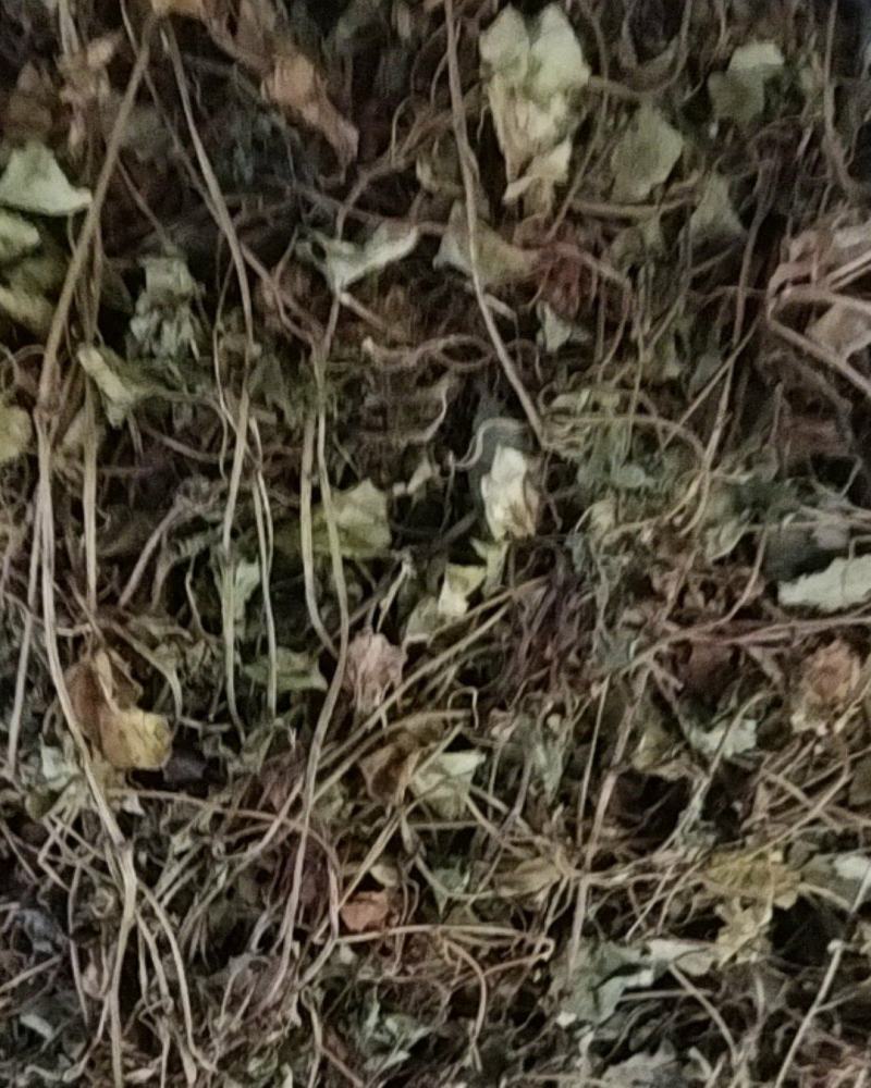 金钱草川大叶金钱草高含量0.17货干大货