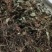 金钱草川大叶金钱草高含量0.17货干大货
