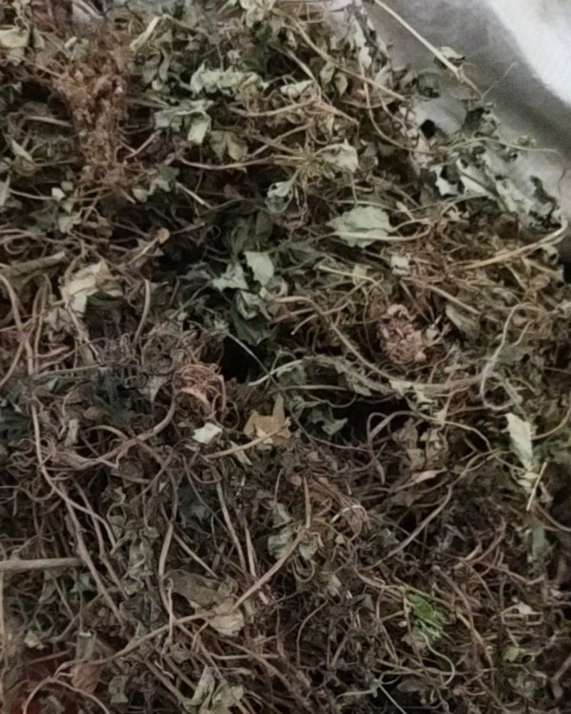 金钱草川大叶金钱草高含量0.17货干大货