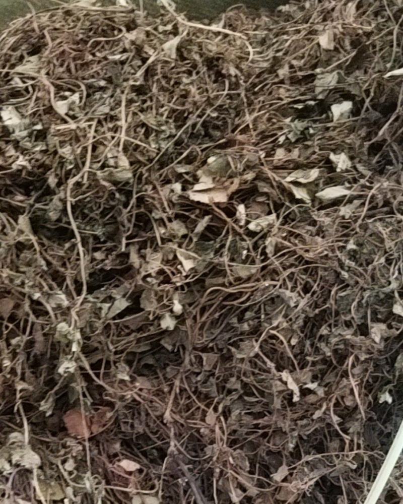金钱草川大叶金钱草高含量0.17货干大货