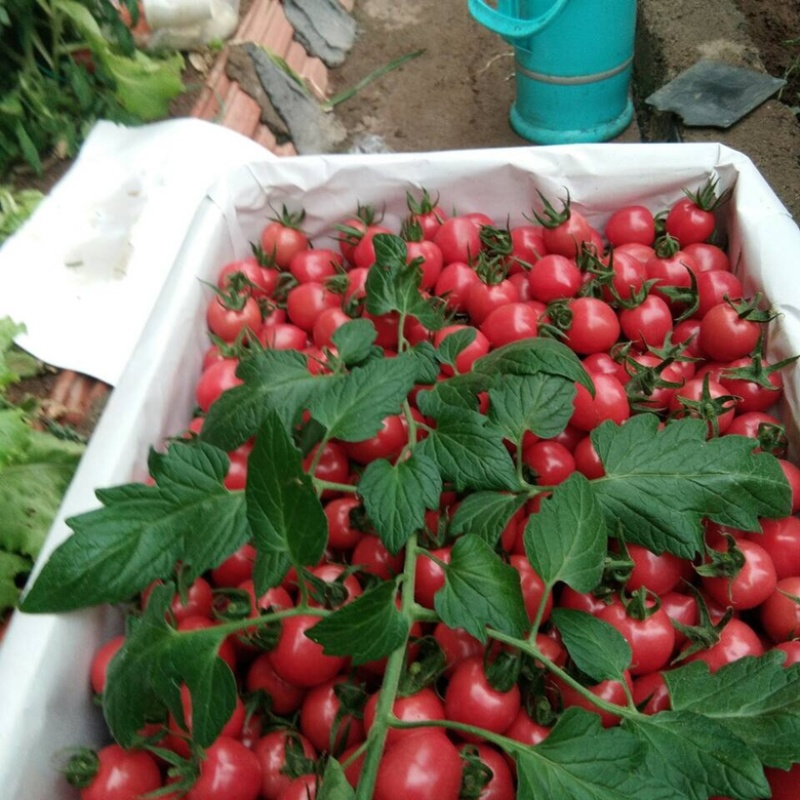 寿光市精品小番茄，质量精品，保值保量，对接各大平台