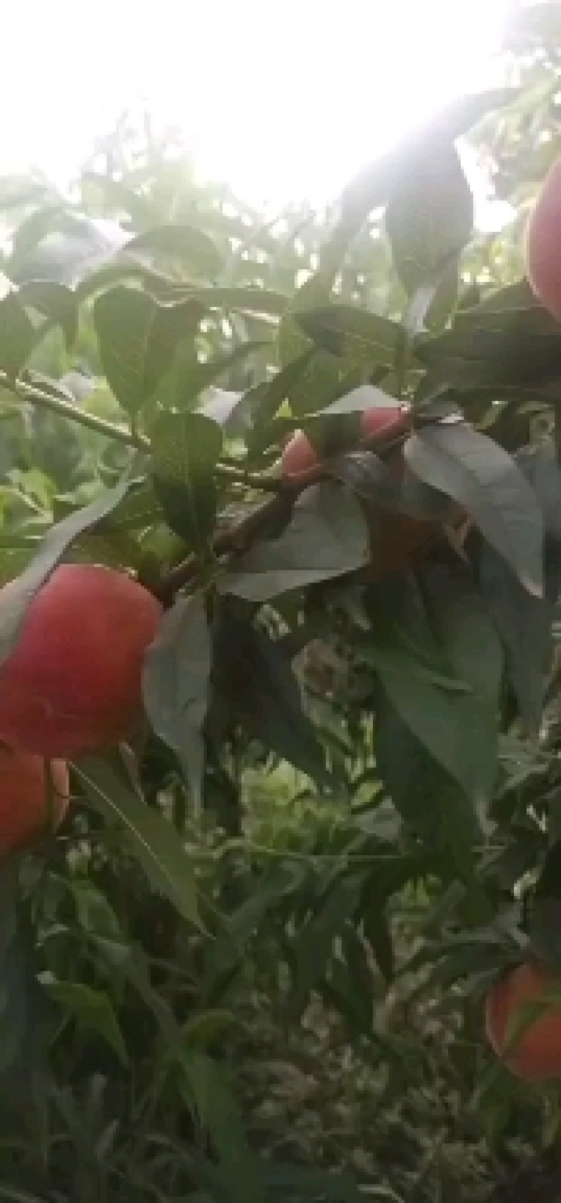 毛桃黄桃黄金蜜一号，口感好，糖份高，品质高，欢迎釆购