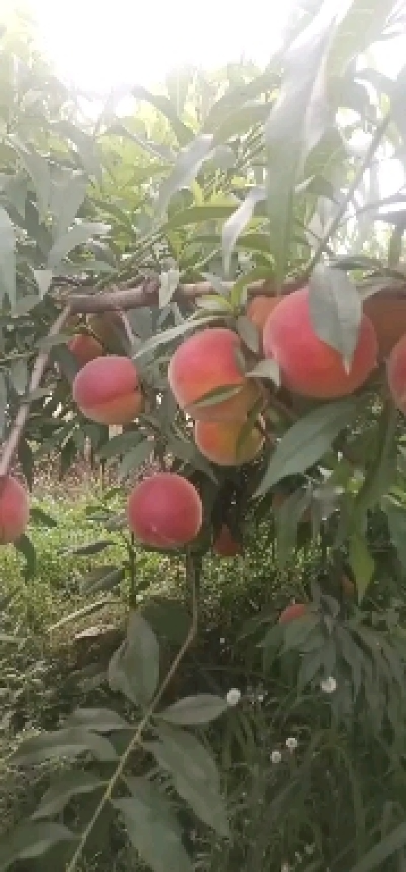 毛桃黄桃黄金蜜一号，口感好，糖份高，品质高，欢迎釆购