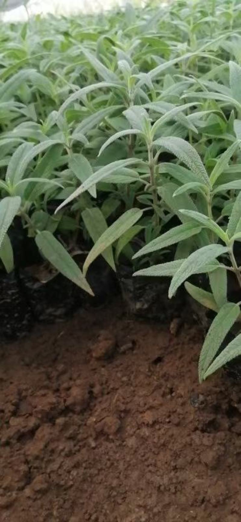 多年生墨西哥鼠尾草高品质鼠尾草容器苗基地直销