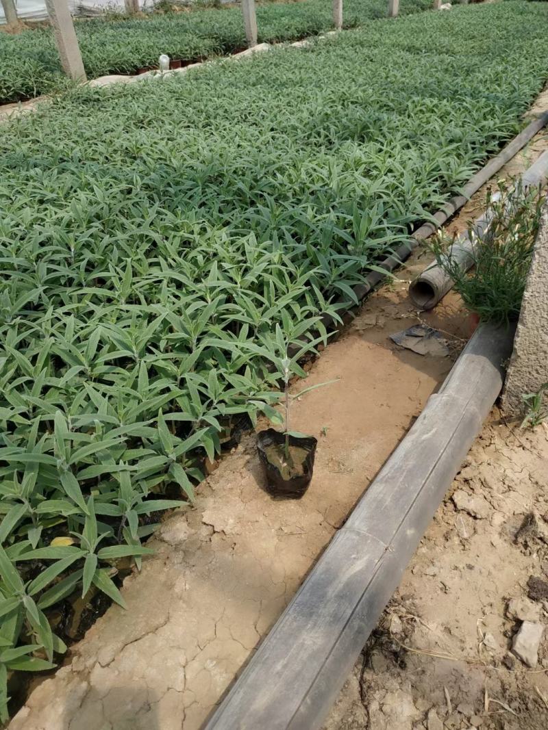 多年生墨西哥鼠尾草高品质鼠尾草容器苗基地直销