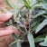 多年生墨西哥鼠尾草高品质鼠尾草容器苗基地直销