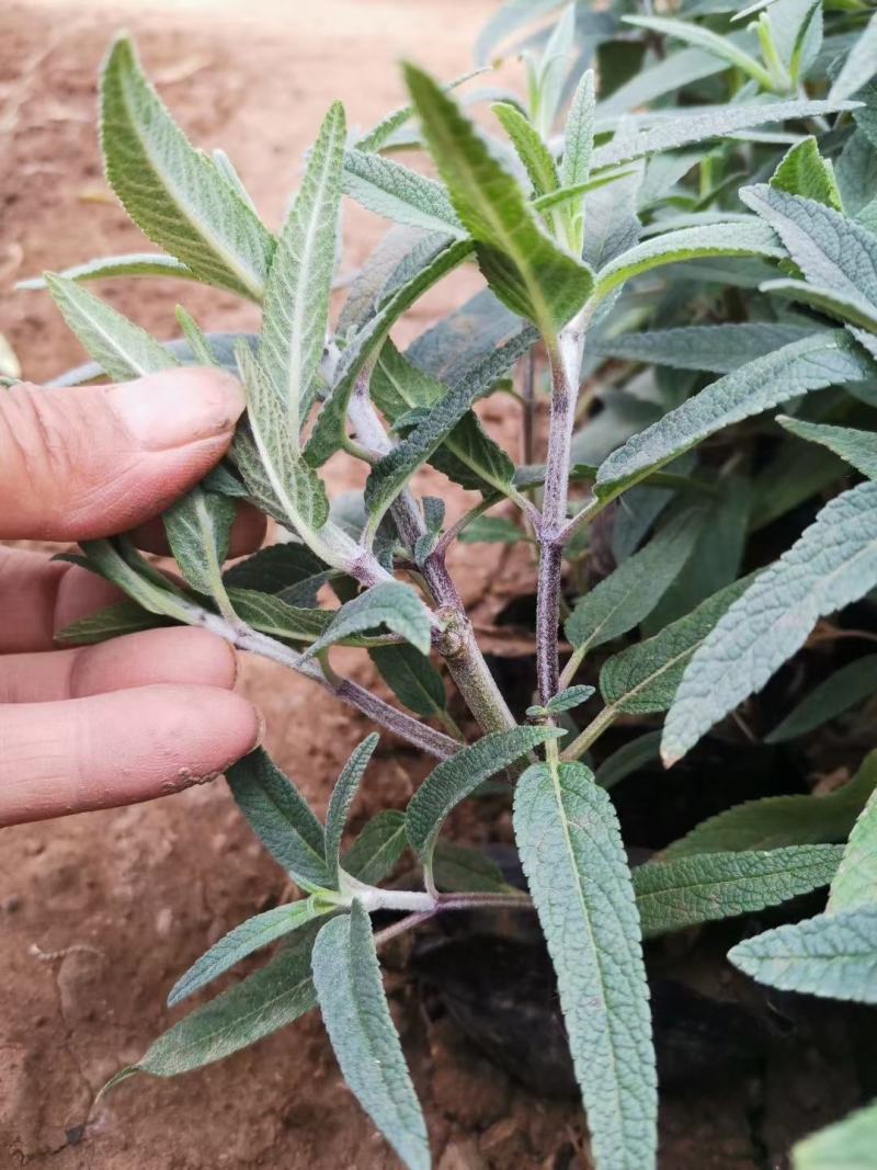 多年生墨西哥鼠尾草高品质鼠尾草容器苗基地直销