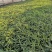多年生墨西哥鼠尾草高品质鼠尾草容器苗基地直销