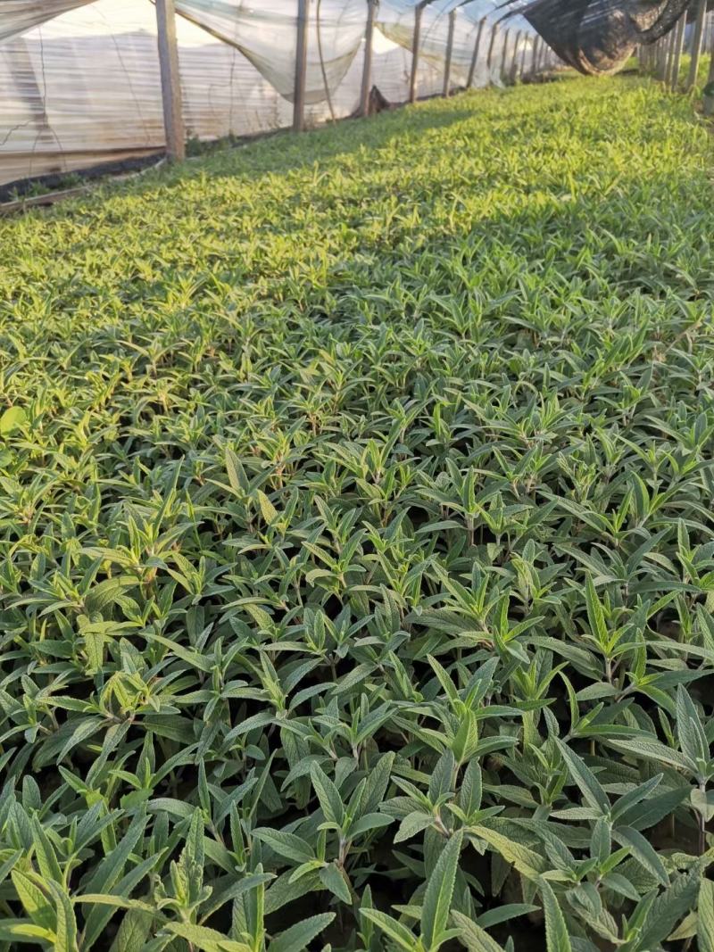 多年生墨西哥鼠尾草高品质鼠尾草容器苗基地直销
