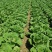 富硒大白菜高山白菜品质优良基地直销量大从优