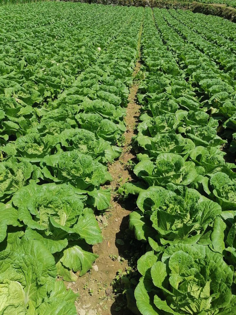 富硒大白菜高山白菜品质优良基地直销量大从优