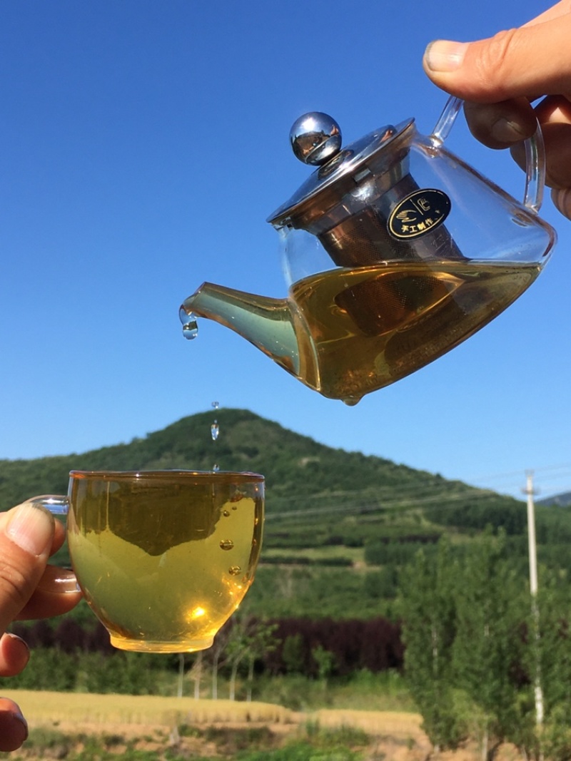 养心菜茶、救心菜茶、景天三七茶、健康茶。