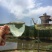 养心菜茶、救心菜茶、景天三七茶、健康茶。