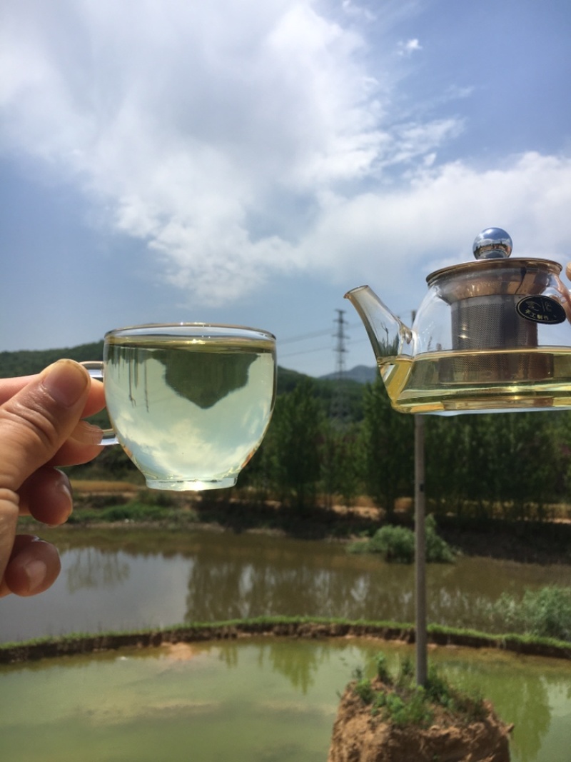 养心菜茶、救心菜茶、景天三七茶、健康茶。