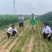 海藻聚能肥（生根壮苗）英芙莱好肥料