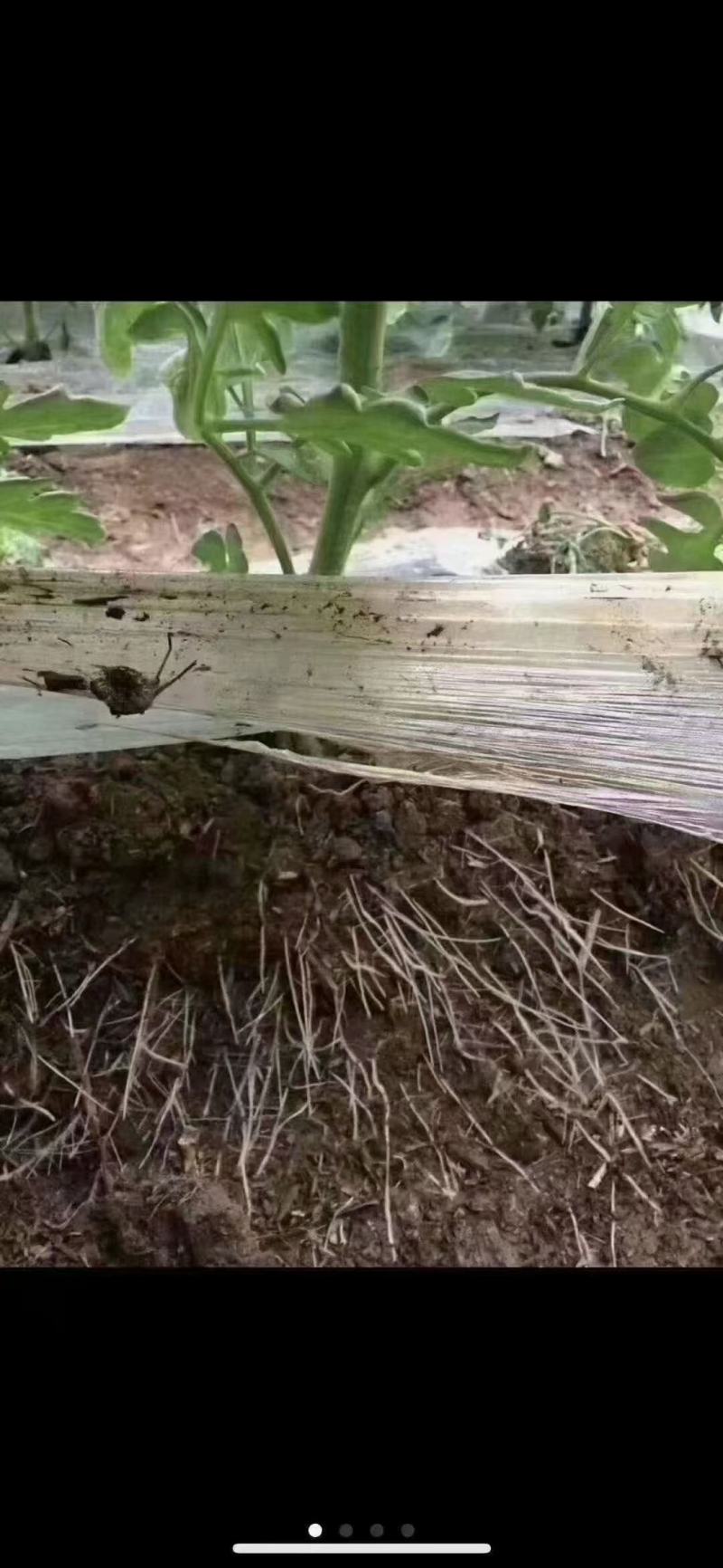 海藻聚能肥（生根壮苗）英芙莱好肥料
