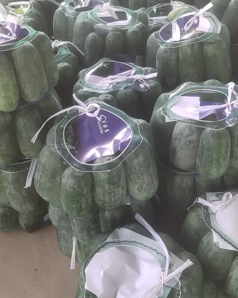 精品水果冬瓜大量上市.瓜型好.耐运输.基地直供欢迎咨询