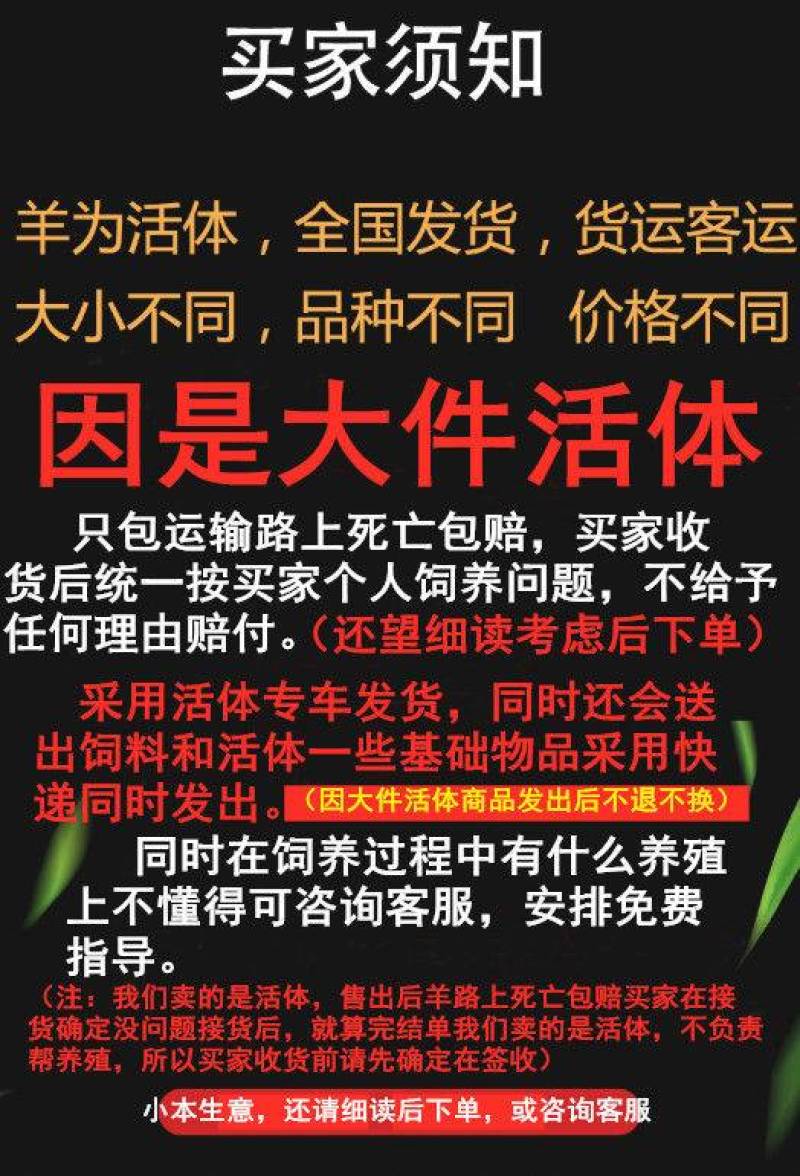 济宁青山羊价格青山羊养殖场长势快多胎高产的好品种