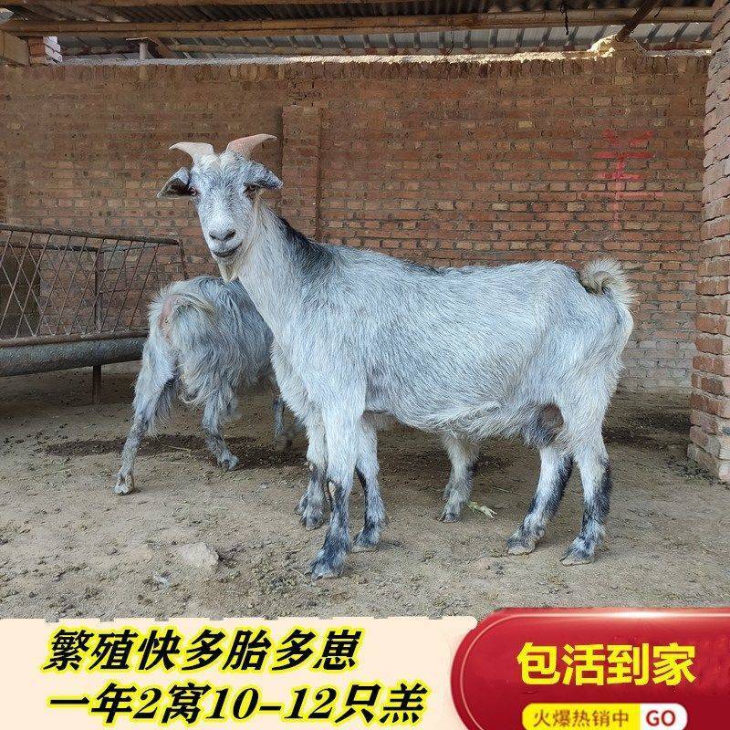 济宁青山羊价格青山羊养殖场长势快多胎高产的好品种