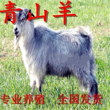 济宁青山羊价格青山羊养殖场长势快多胎高产的好品种