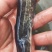 广西大口鲶鱼苗公司产地直销品质保证大量现货供应批发