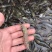 当天现扒对虾肉，虾仁，买的放心，吃得安心，无添加剂
