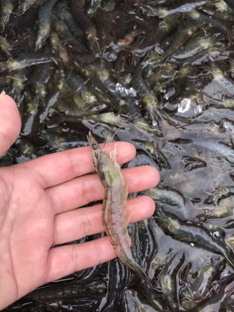 当天现扒对虾肉，虾仁，买的放心，吃得安心，无添加剂