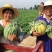 湖北露天西瓜京欣西瓜货源产地直供大量上市
