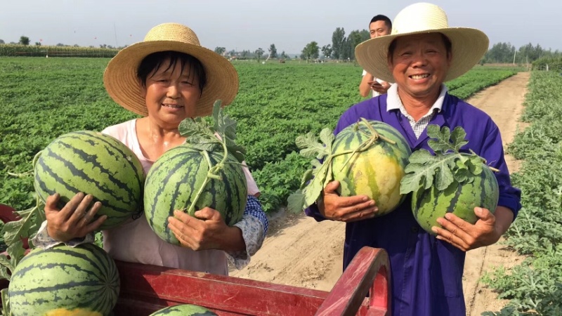 湖北露天西瓜京欣西瓜货源产地直供大量上市