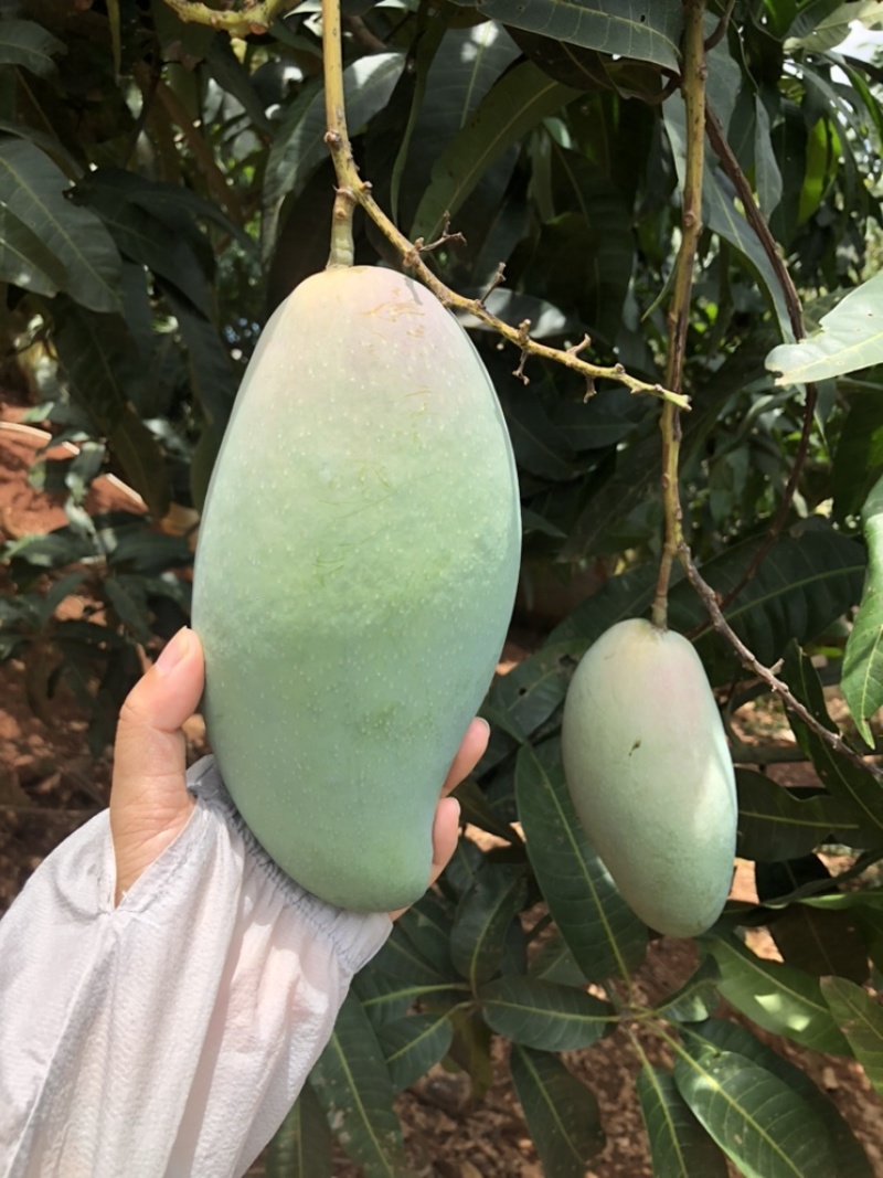 大青芒
