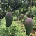 大青芒