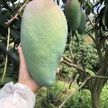 大青芒