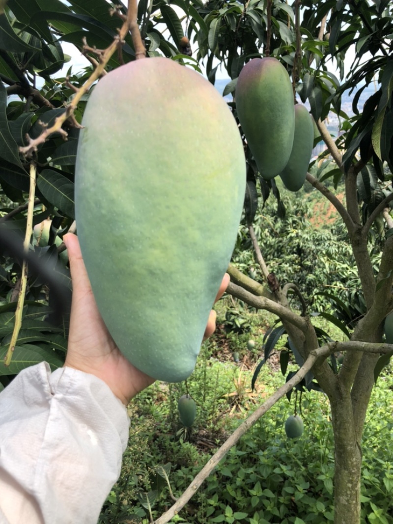 大青芒