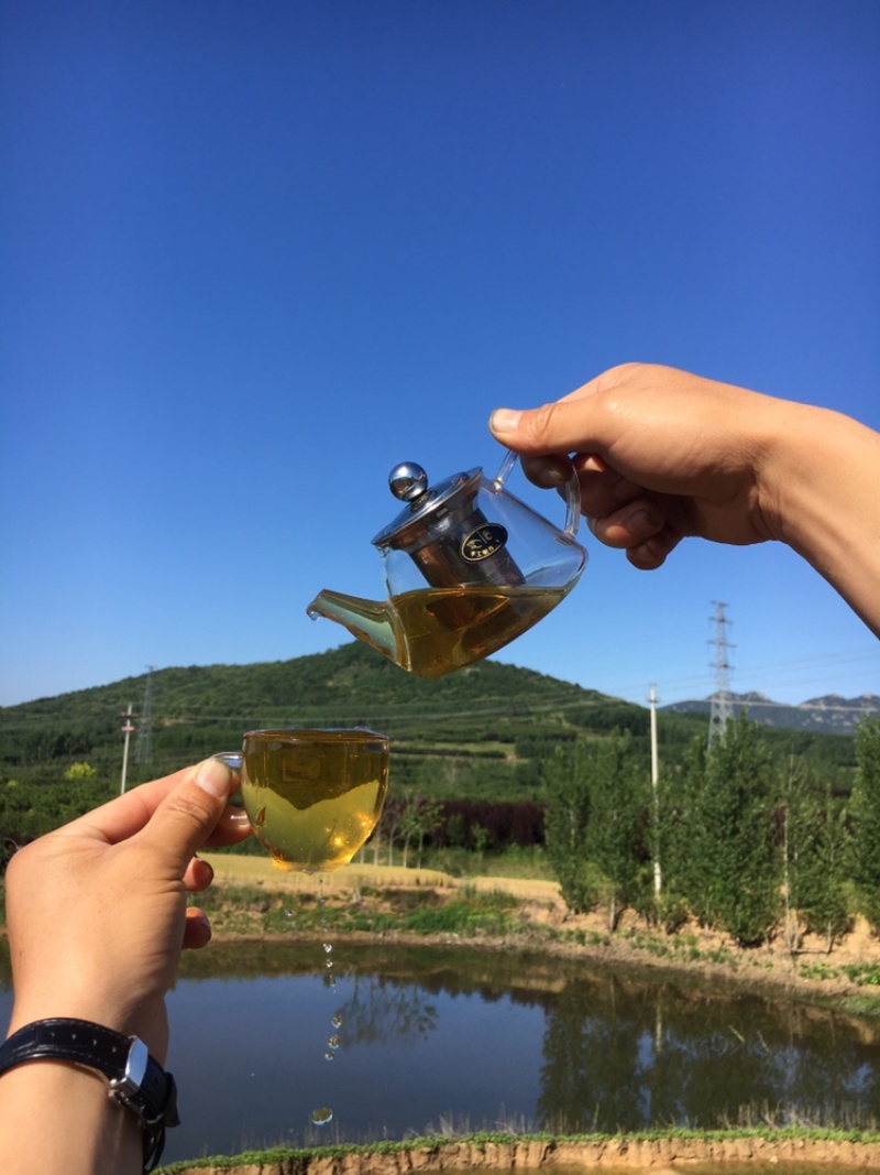 养心菜茶、救心菜茶、景天三七茶、健康茶。