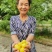 新疆小白杏轮台小白杏现摘现发批发落地配一件代发空运包邮