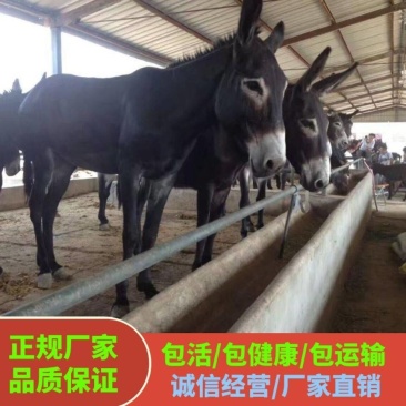 德州驴养殖场驴苗纯种德州驴价格免费运输货到付款