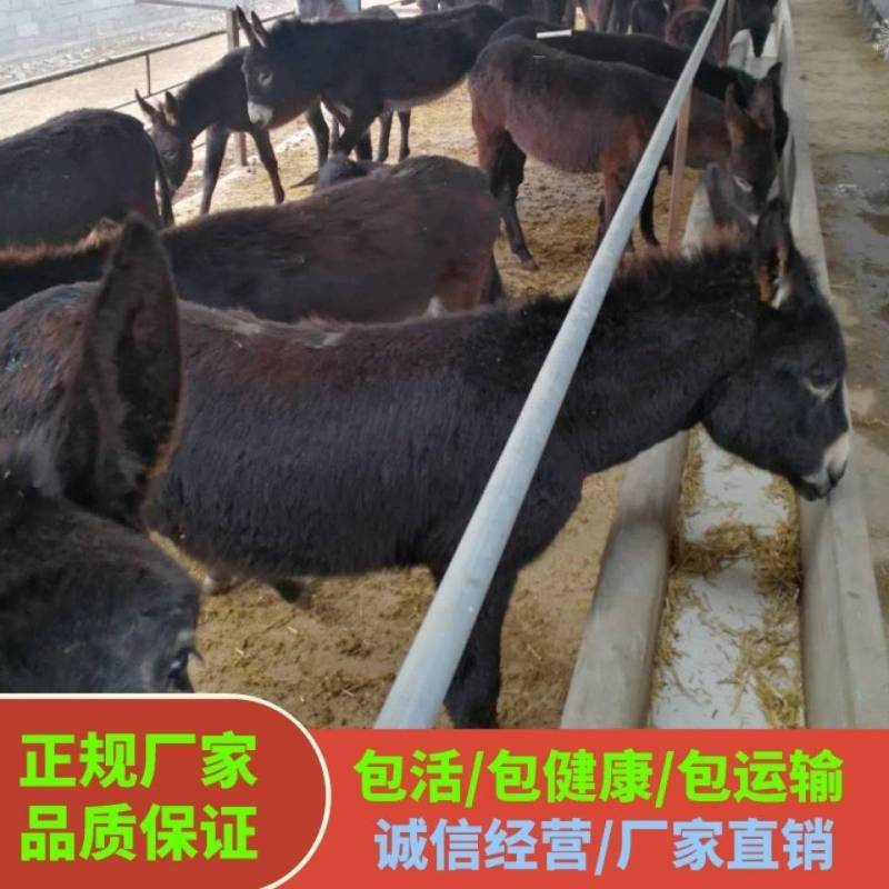 德州驴养殖场驴苗纯种德州驴价格免费运输货到付款