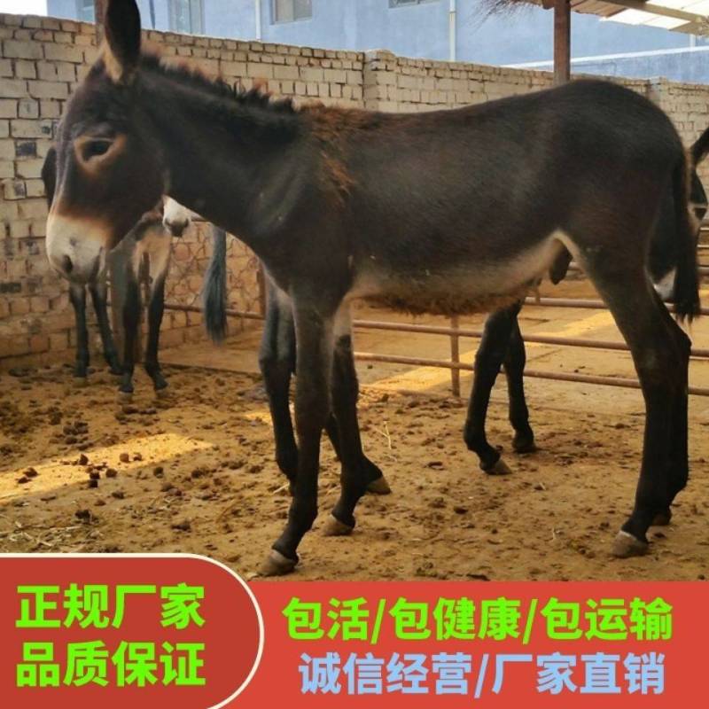 德州驴养殖场驴苗纯种德州驴价格免费运输货到付款